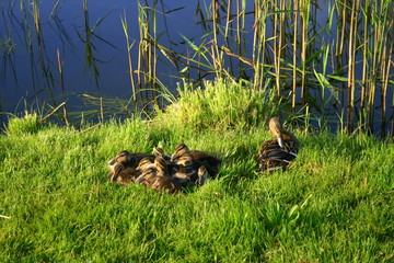 Przebudzone kaczątka i ich mama © profit111