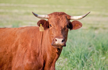 Red cow