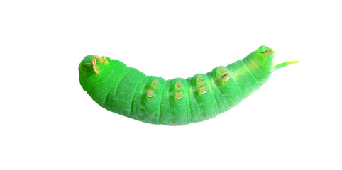 Caterpillar