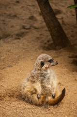 The meerkat or suricate in Lisbon Zoo