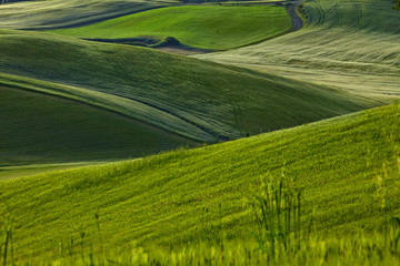 Obraz premium Countryside, San Quirico d`Orcia , Tuscany, Italy