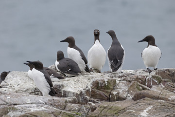 Guillemot, Uria aalge