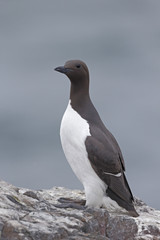 Guillemot, Uria aalge
