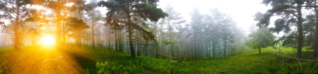 Закат в сосновом лесу © denis_333