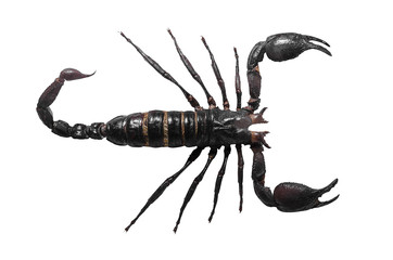 Scorpio