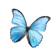 Blue butterfly isolated on white