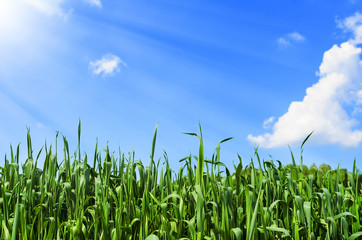 Obraz premium Grass under blue sky