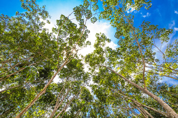 Rubber tree forest