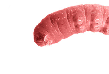 Caterpillar