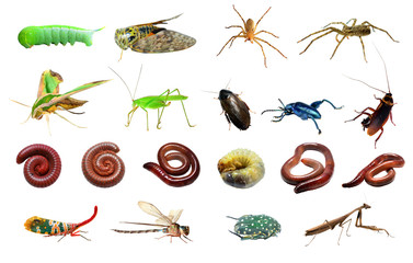 Beetles isolated on white