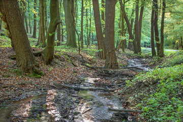little creek in forest