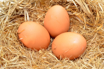 a pile of brown eggs in a nest