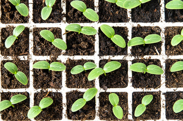 Cucumber seedlings
