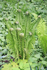 Fern
