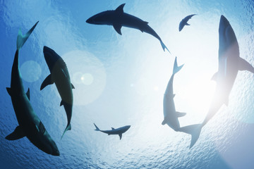 Fototapeta premium Szkoła rekinów krążących z góry