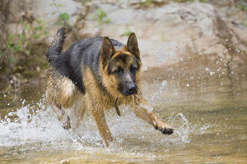 German Shepherd dog running in the water