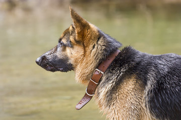 German Shepherd dog portrait