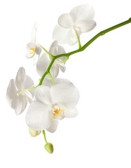 white orchid isolated on white background