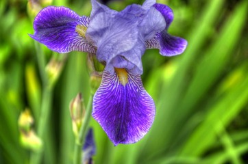 Iris