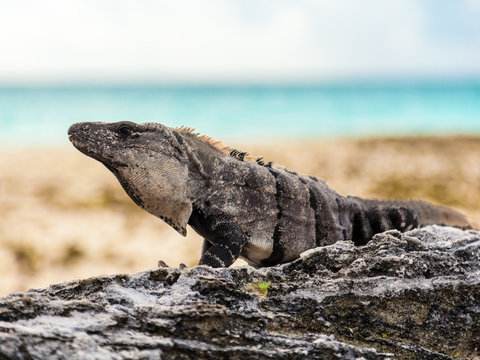 Large gray-brown iguana in its natural habitat
