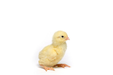 Little chicken isolated on white background