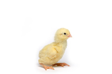 Little chicken isolated on white background