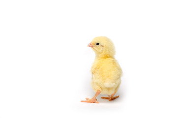Little chicken isolated on white background
