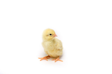 Little chicken isolated on white background