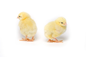 Two Little chicken isolated on white background