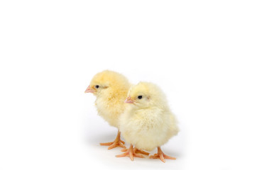 Two Little chicken isolated on white background