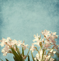 Light pink  flowers of oleander  on blue paper background