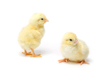 Two Little chicken isolated on white background