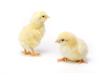Two Little chicken isolated on white background