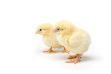 Two Little chicken isolated on white background