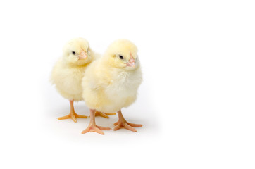 Two Little chicken isolated on white background