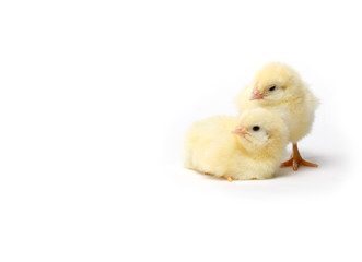 Little chicken isolated on white background