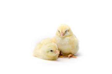 Two Little chicken isolated on white background