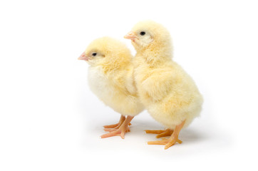 Two Little chicken isolated on white background