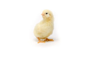 Little chicken isolated on white background