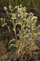 Helichrysum arenarium