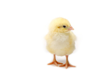 Little chicken isolated on white background
