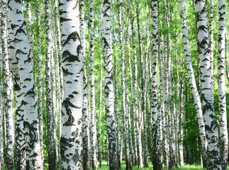 Gardinen Birkenstämme im Frühjahr © Elena Kovaleva