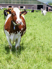 Fototapeta na wymiar Dairy cows on pasture