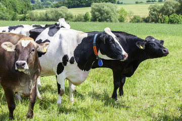 Dairy cows on pasture
