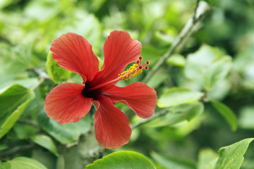 Hibiskusblüte © Friedberg
