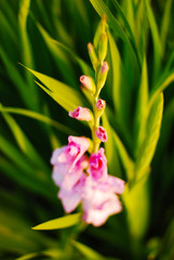 Gadiole,gladiolus.