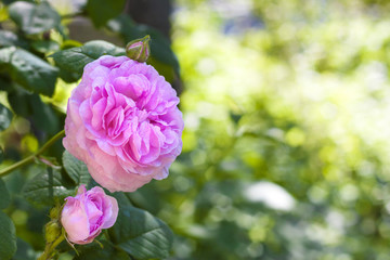 Rosa Centifolia (Rose des Peintres) flower closeup