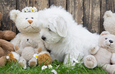 Coton de Tuléar Welpe spielt mit Teddybären