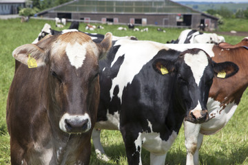 Dairy cows on pasture
