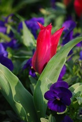 Naklejka premium Tulip and violet